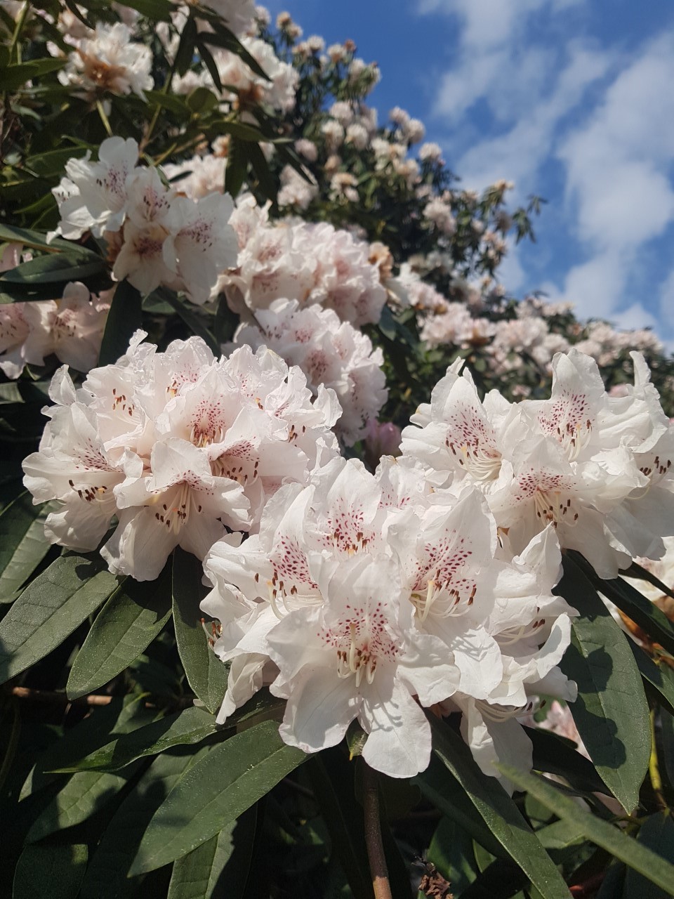 'Boddaertianum'